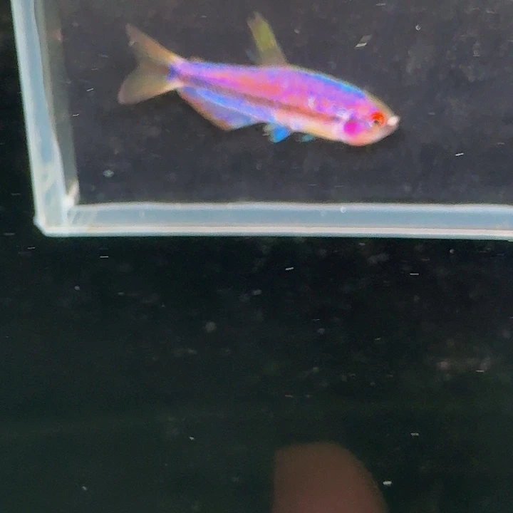 灯科鱼左下缸6号 超级dy 3.5cm左右 一条