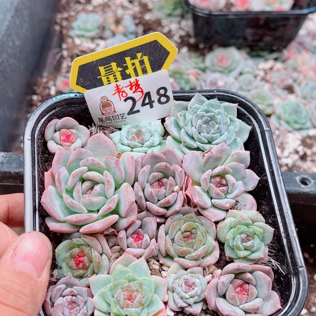 多肉植物多肉植物