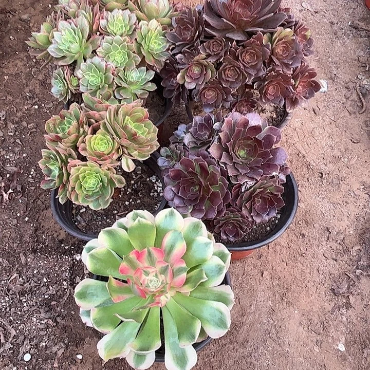 612多肉植物瑕疵特价，