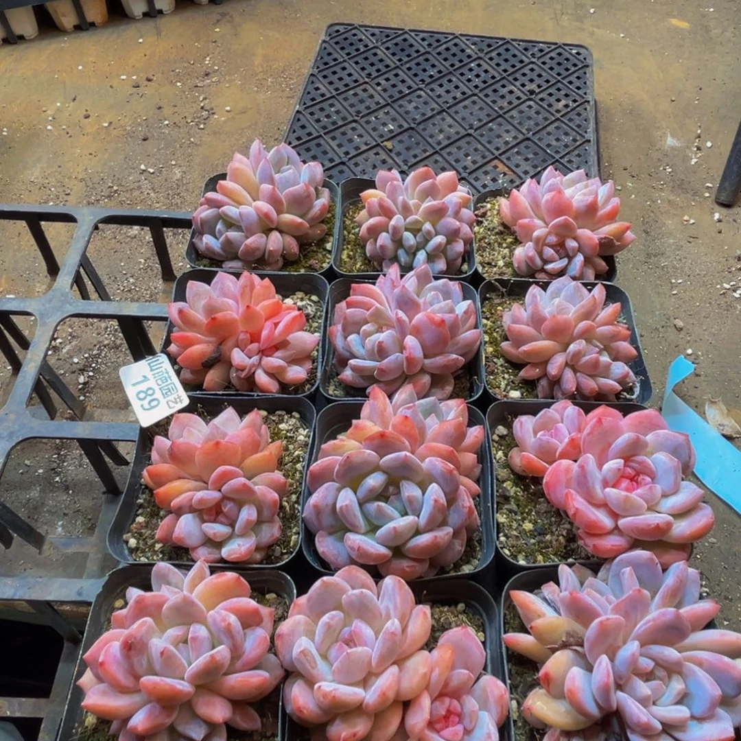 189多肉葡萄的价格是多少啊