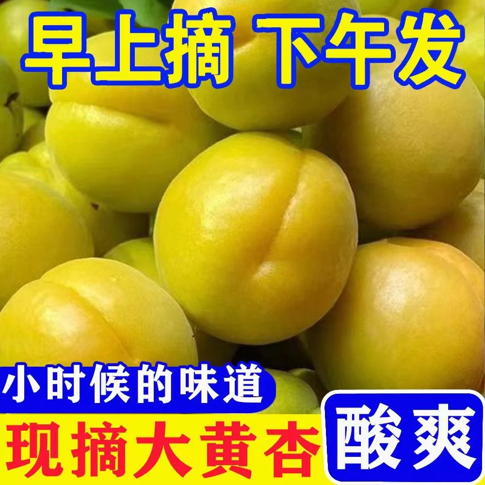 现摘微黄杏酸爽微甜微黄杏软吃酸甜孕妇应季水果大黄杏整箱批发