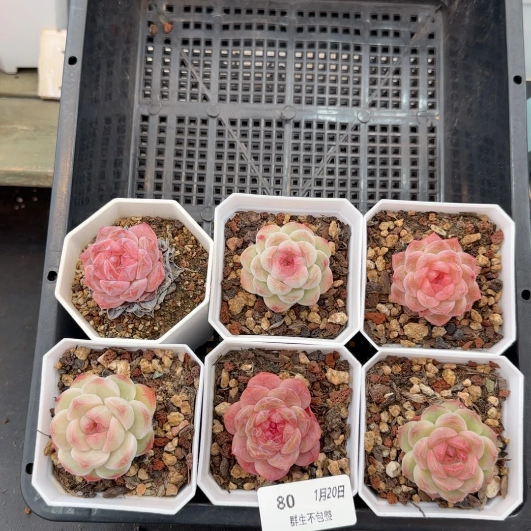 水**?框拍框拍0120-80