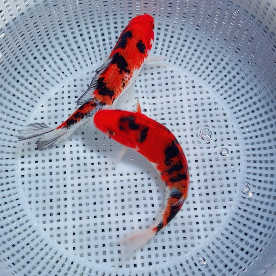 锦鲤锦鲤观赏鱼1111