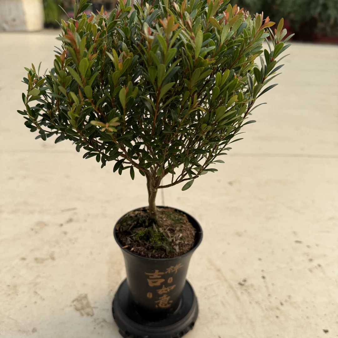 小叶赤楠带盆盆栽绿植