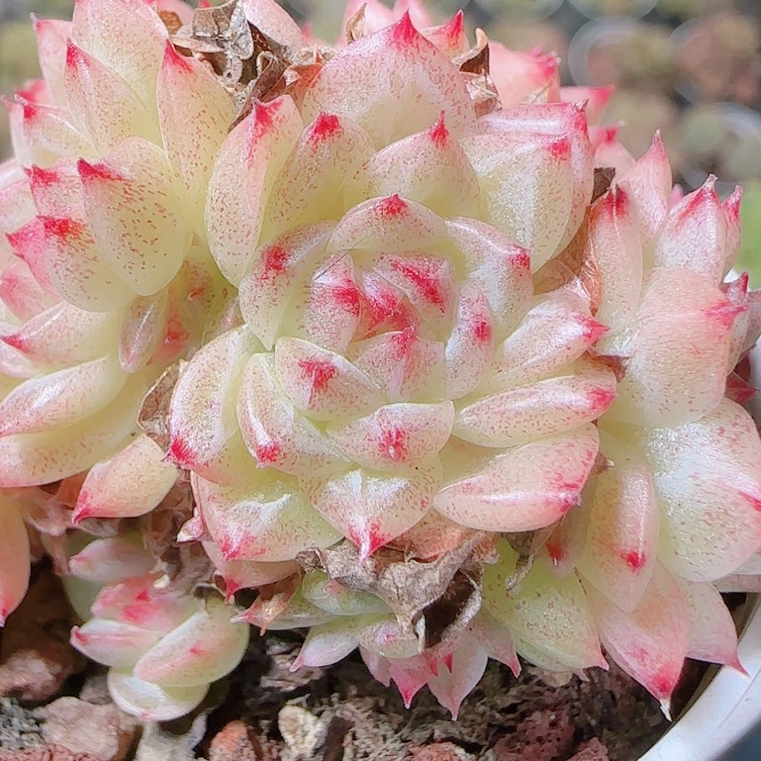 花语逸镜1119-267散