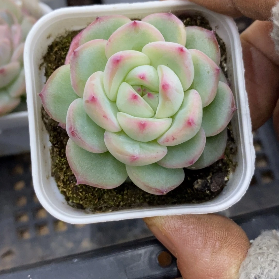 精品多肉物一拍不包整422