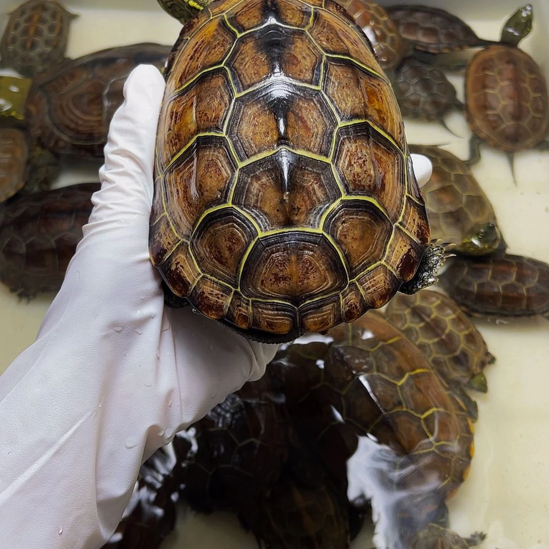 公中华草龟好*特