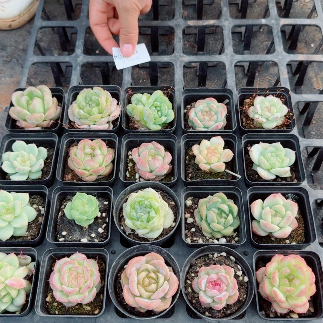 福利两颗量拍15-104