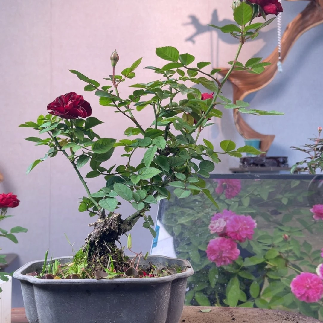 ༊***:少量花朵（建议范围：2朵-5朵 或40%以下）