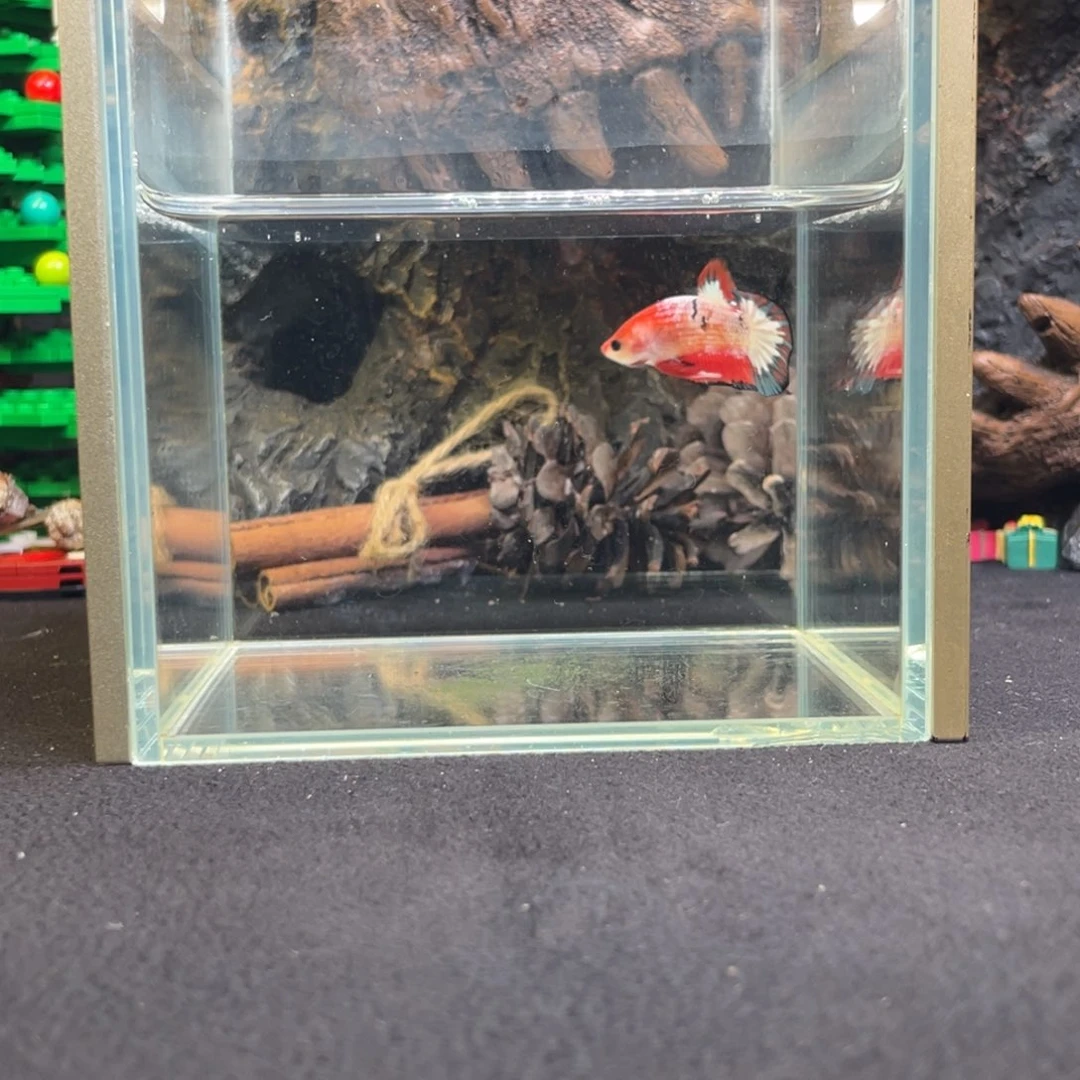 斗鱼鱼次元一月三日竞价