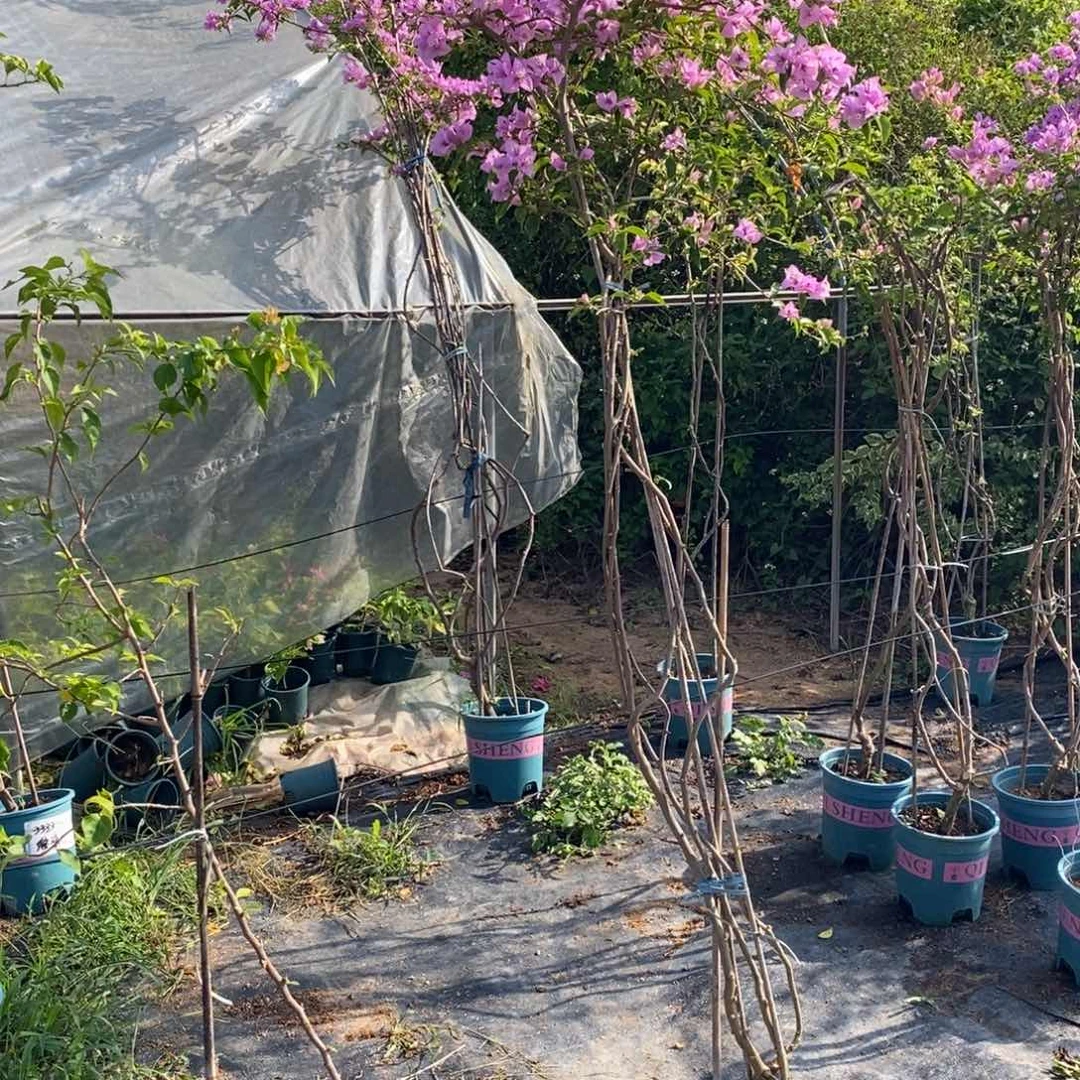 无花朵运输过程中掉花掉叶属于正常现象，介意慎拍