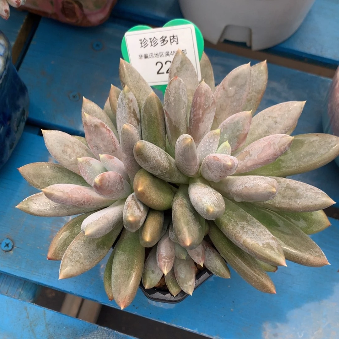哥特萝莉群生彩体开播福利22