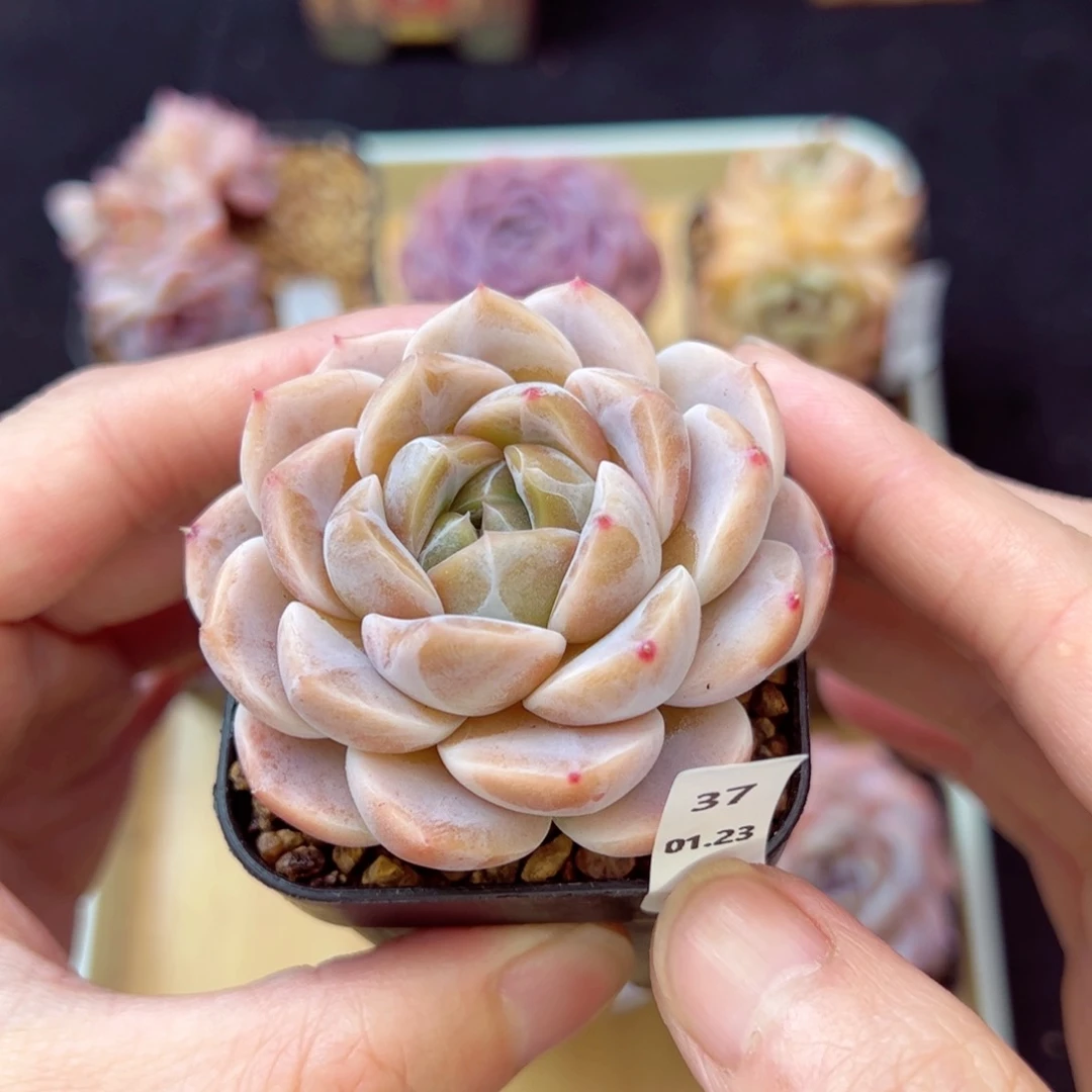 空鸣37、哈哈哈哈