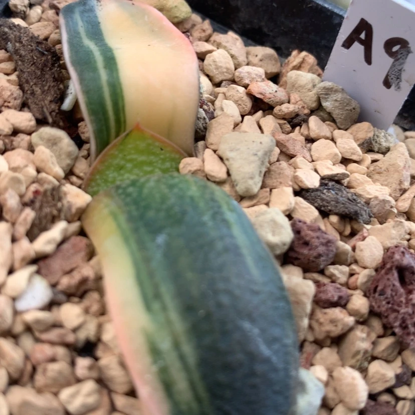 【闪购商品】七***辑9蜗牛