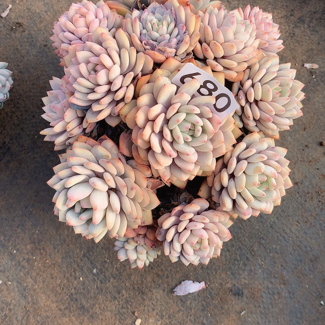 680 一物一拍多肉