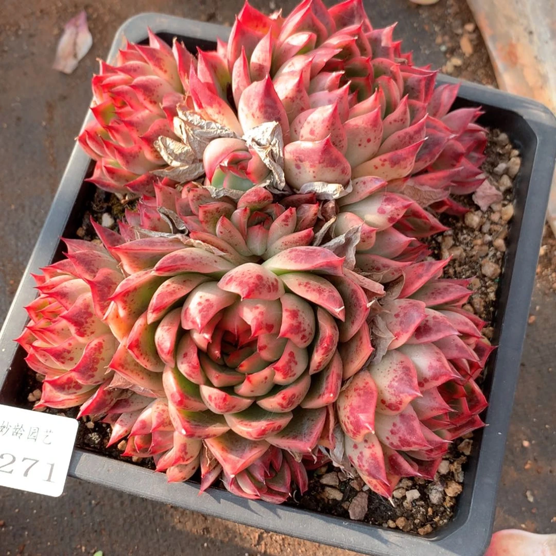 5271杂交多肉植物基地