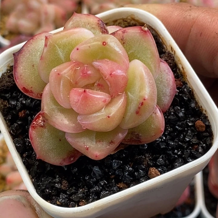 天官赐福百无禁忌