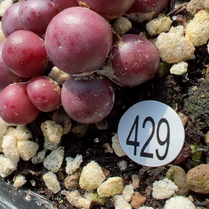 芽*?429号11111111111111