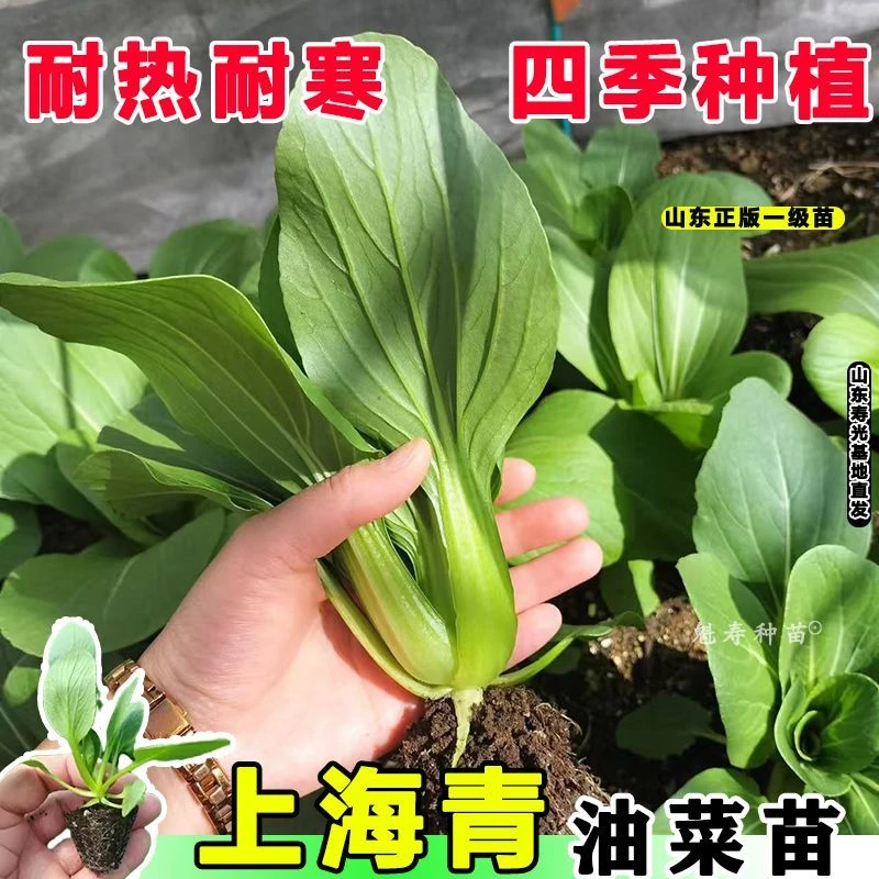 上海青小油菜小白菜新鲜种苗青菜小白菜四季耐寒耐热盆栽蔬菜