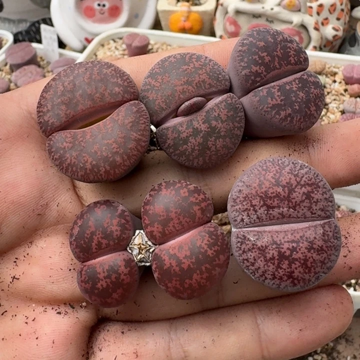 龙***天P910酒红混合五年