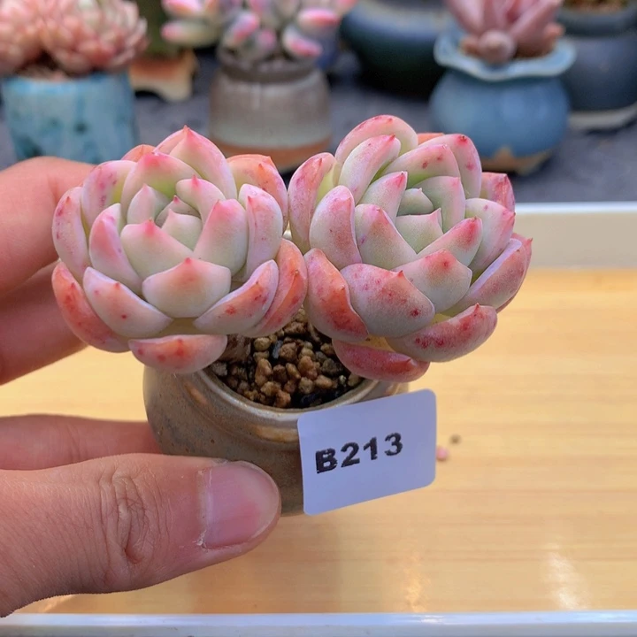 一物一拍满38包邮B213