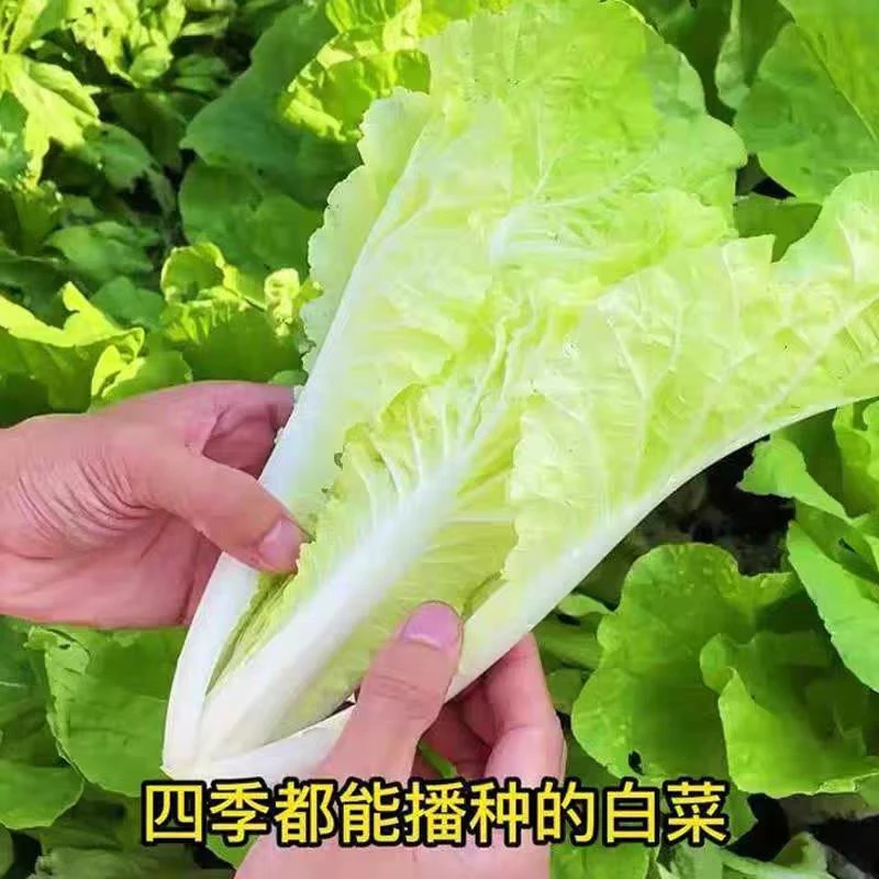 四季快菜速生奶油小白菜种子蔬菜种籽早熟小青菜阳台盆栽耐热快菜