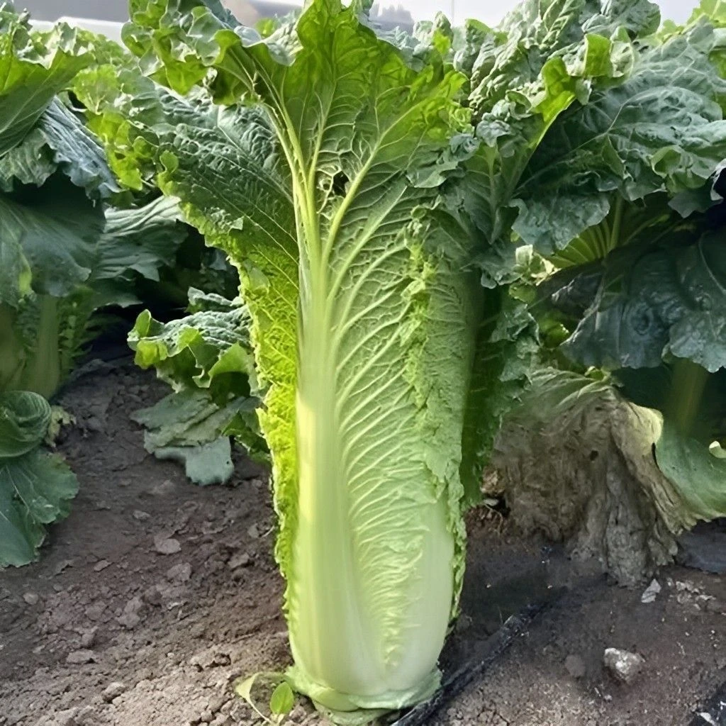 【正宗青麻叶长白菜】高山筒子白菜青口白菜露天种植火锅菜新鲜配菜