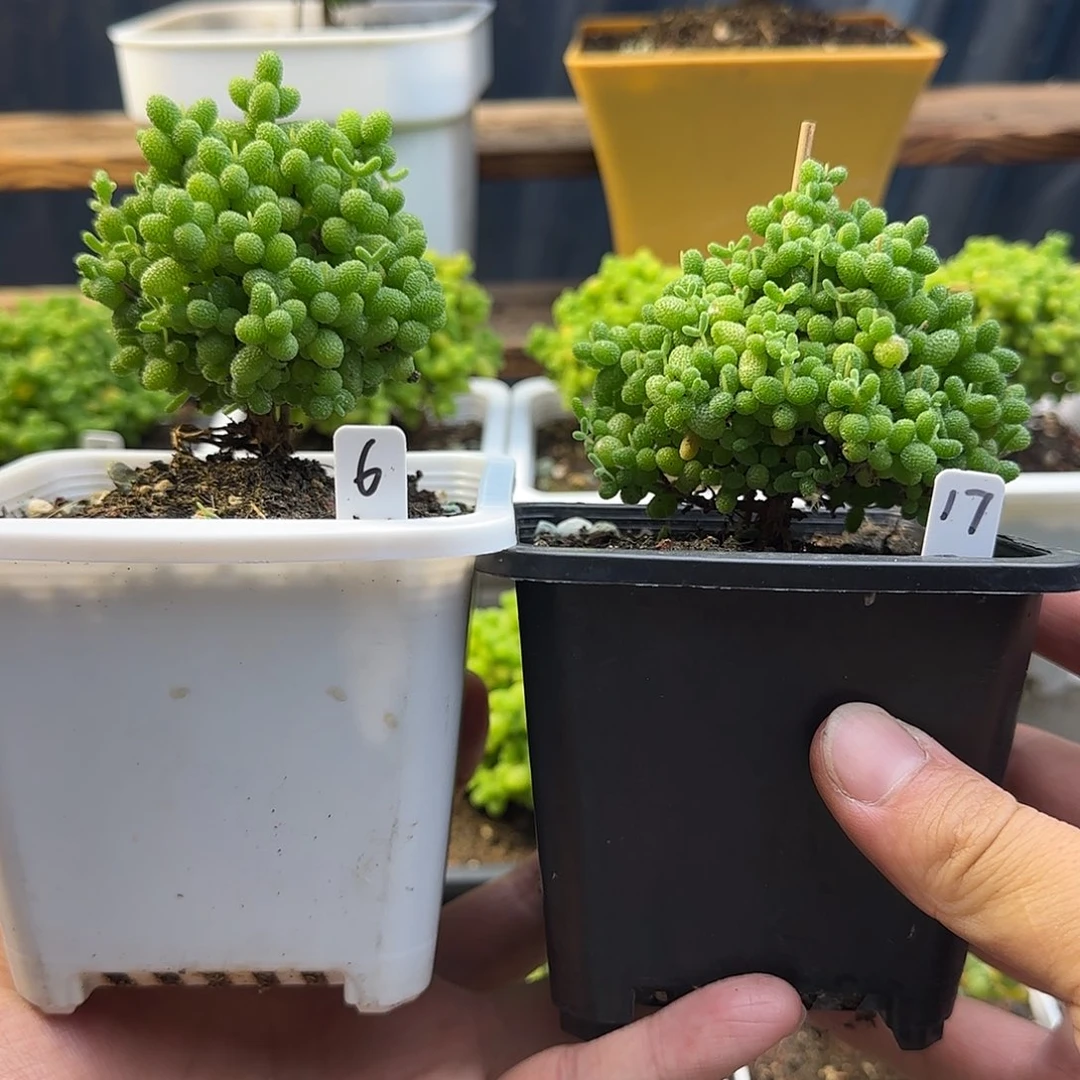 咸***酱金桔糖球一物一拍