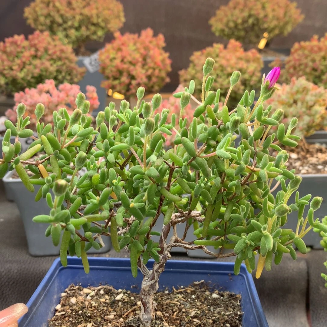 灵**侣c064碧玺枝干番杏