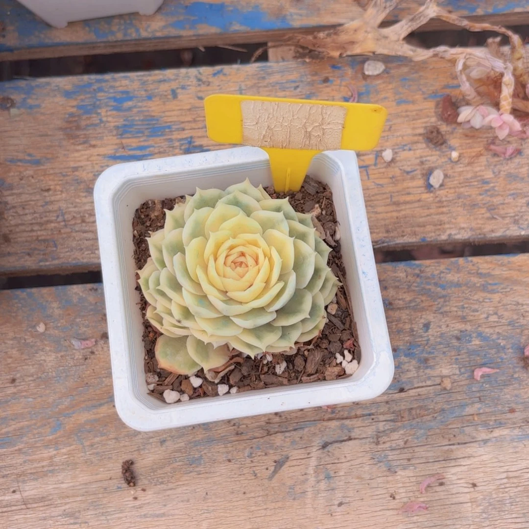 小****我的小可爱们都好可爱