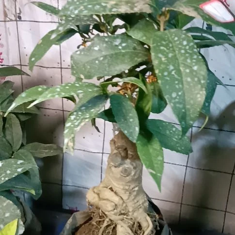 读***i完全开放四季丹桂浓香型的