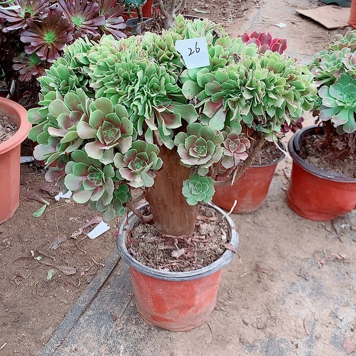 玫瑰缀多肉植物法师26