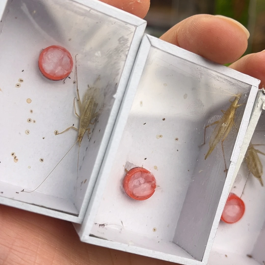 3条柬竹哈哈哈哈哈