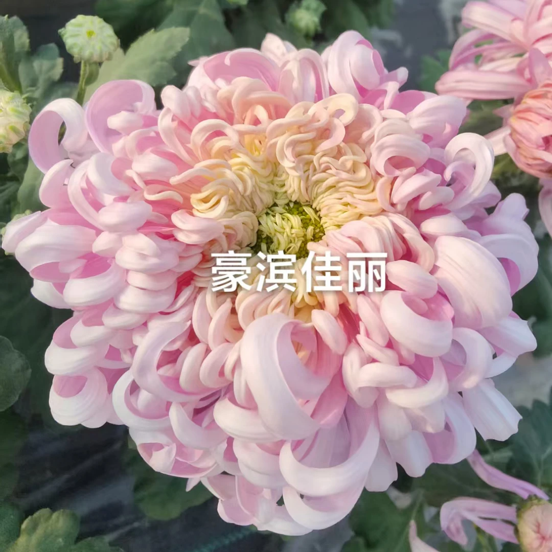 【豪斌佳丽】9月大菊成品多年生盆栽花卉绿植耐寒耐热