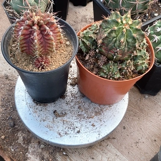 云****两个牡丹仙人球漂亮