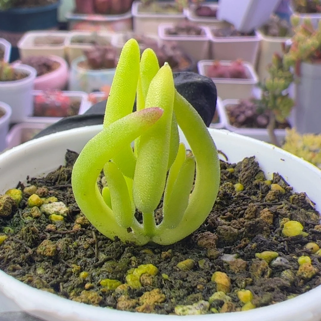 多肉植物枝干香蕉黄锦