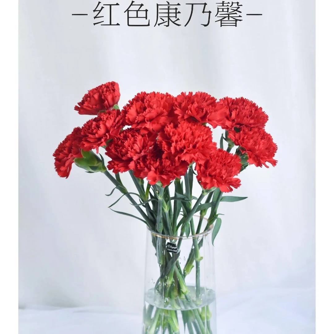 次日达【红色康乃馨10枝】鲜花批发直播任意两单升级顺丰包邮三单送随机花瓶一个今天拍明天到