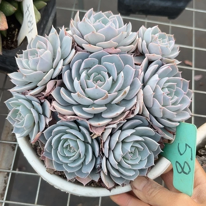 晨语多肉，一物一拍，58蓝石莲