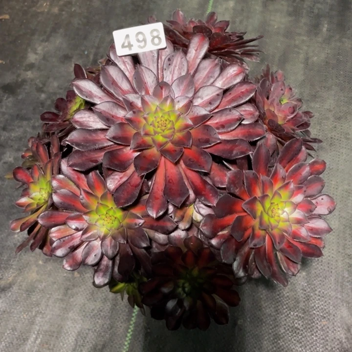 498老庄多肉法师黑天鹅