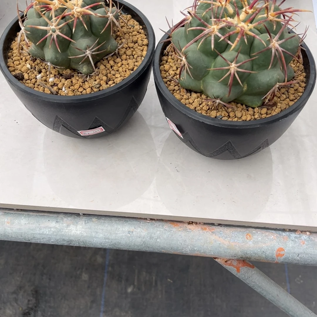 中**年大红鹰2颗一物一拍