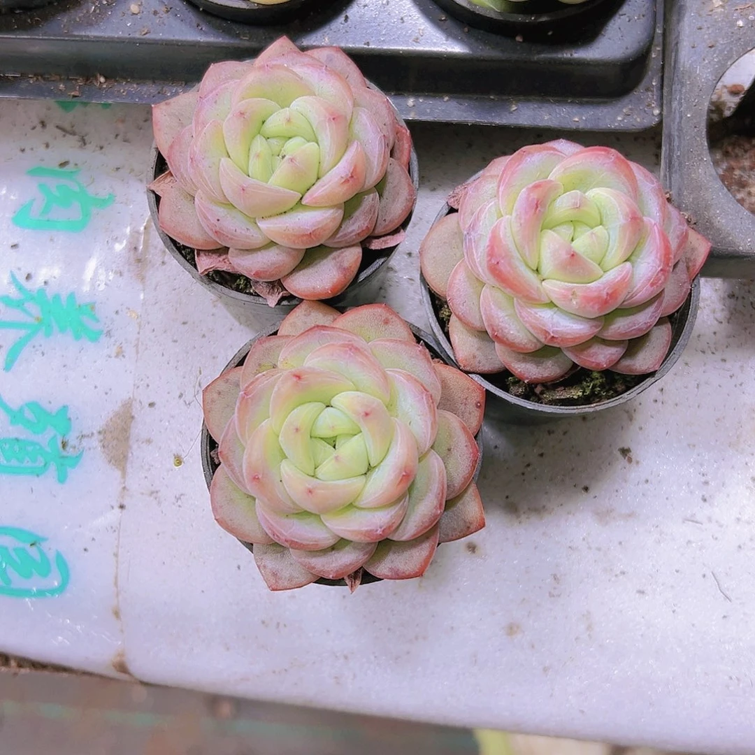 星星珍妮19包邮多肉带盆带土