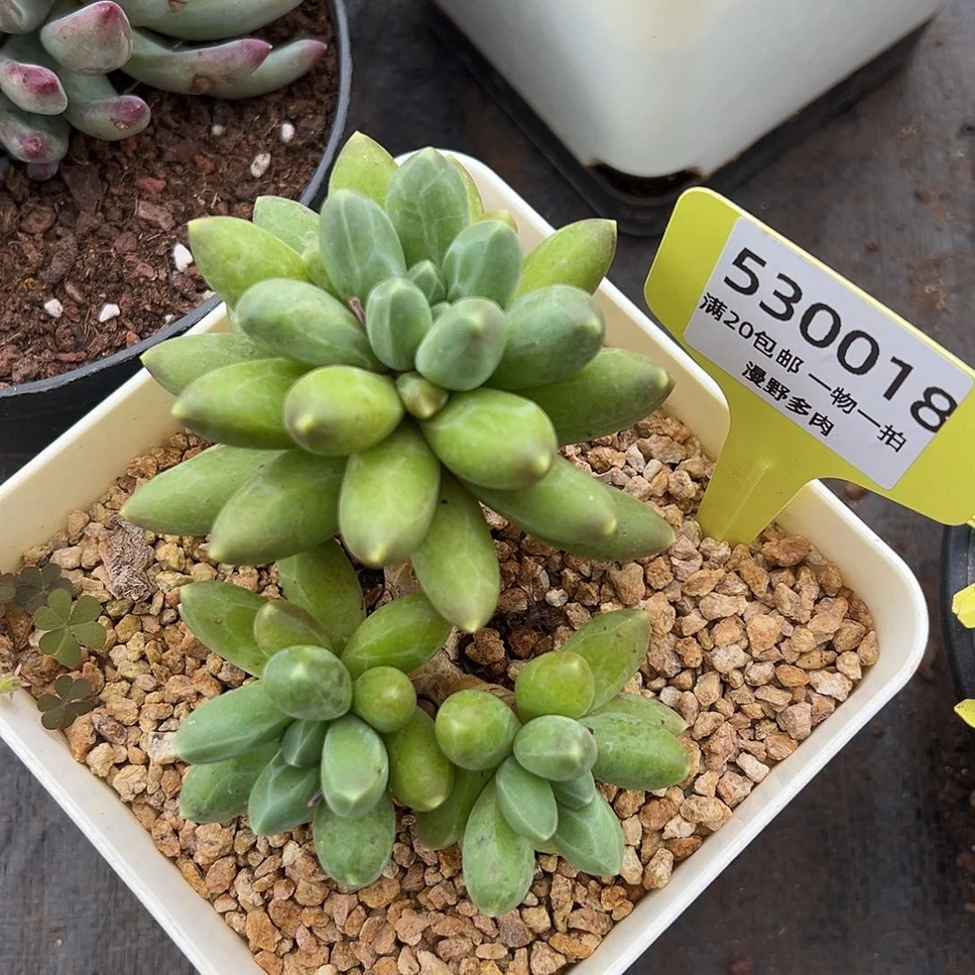 530018 千代田特价