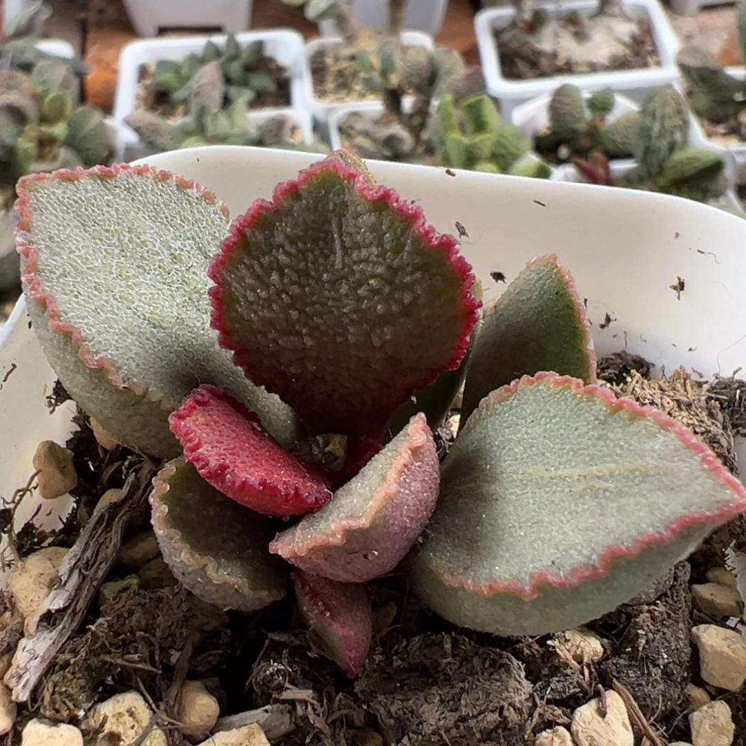 彩虹翼单头纯木质桩多肉植物