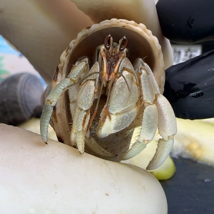 A45灰绿色 灰白1.6cm口径