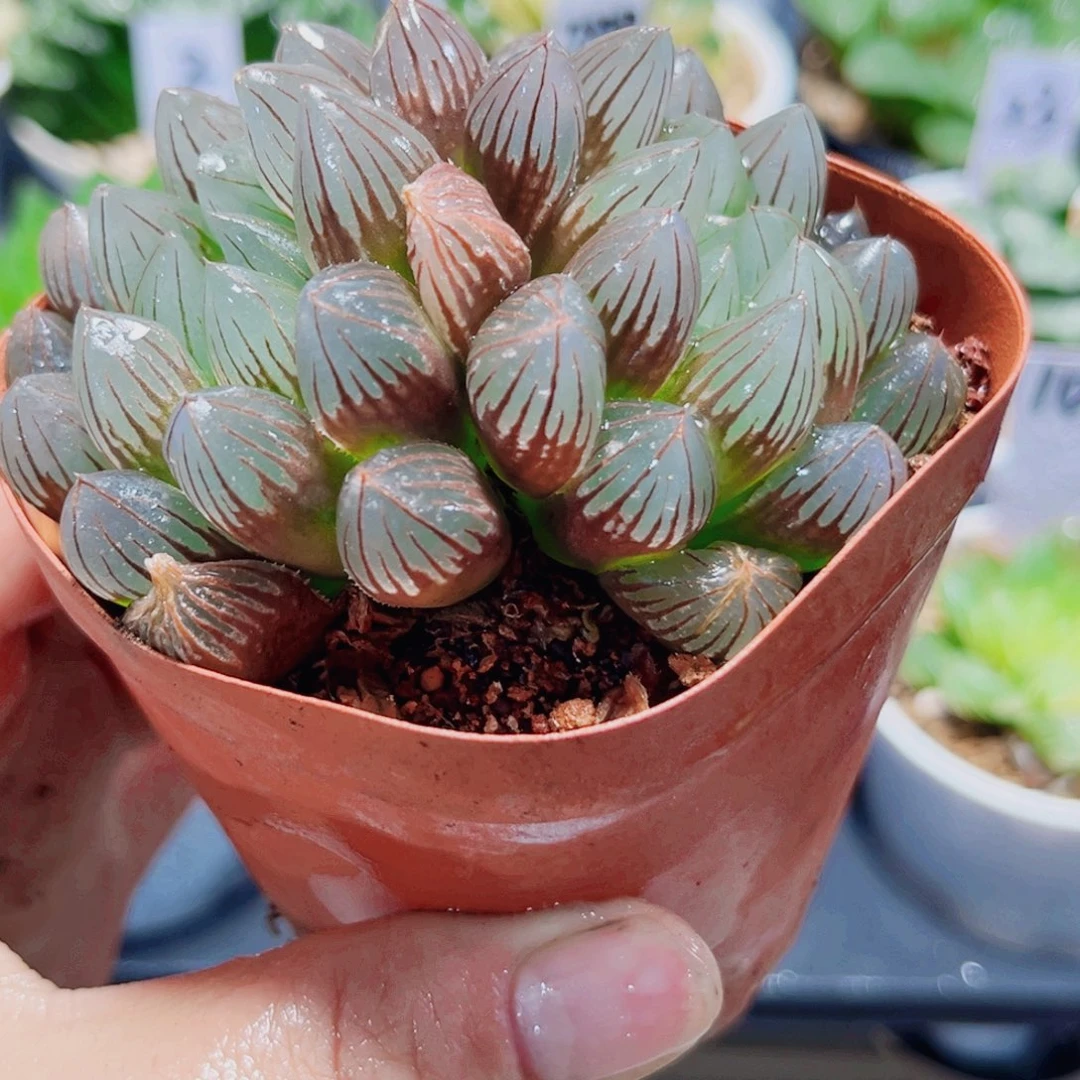 龙爪多肉植物6666