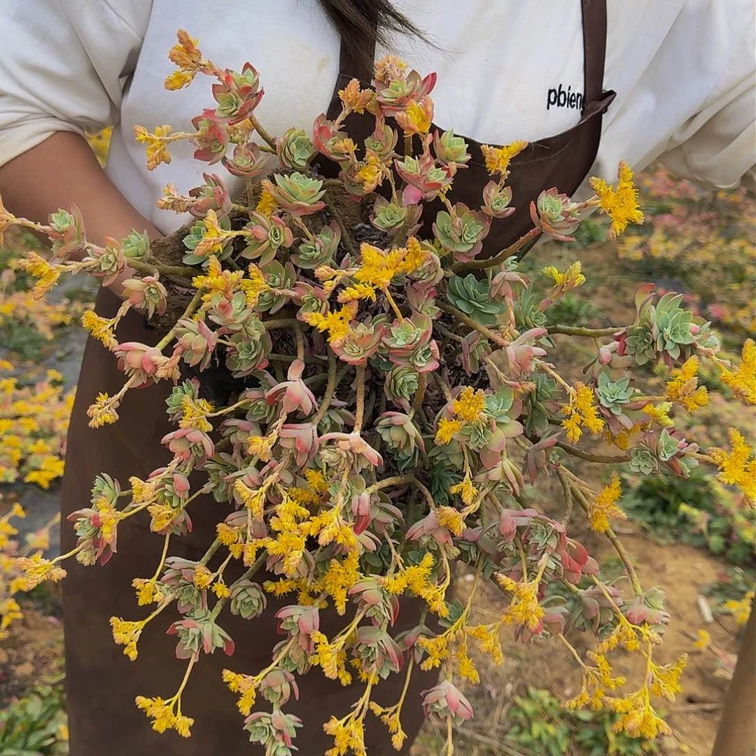 薄化妆 一颗 不包损