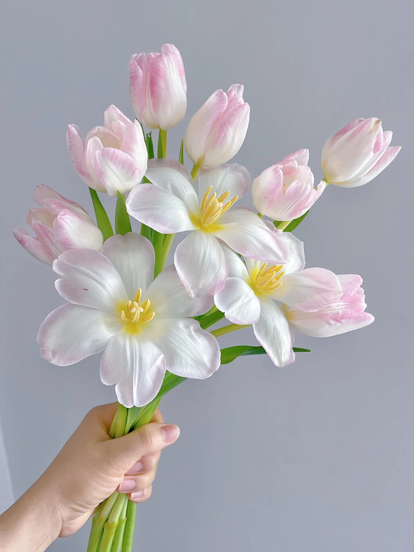 【品牌郁金香】各色各品种鲜切花 云南基地直发 顺丰包邮