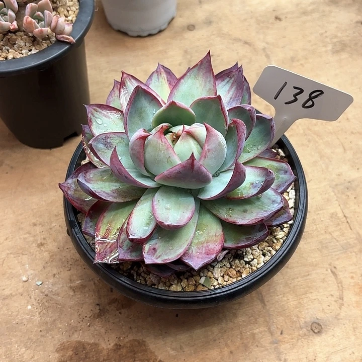 多肉植物，惊鸿仙子138号