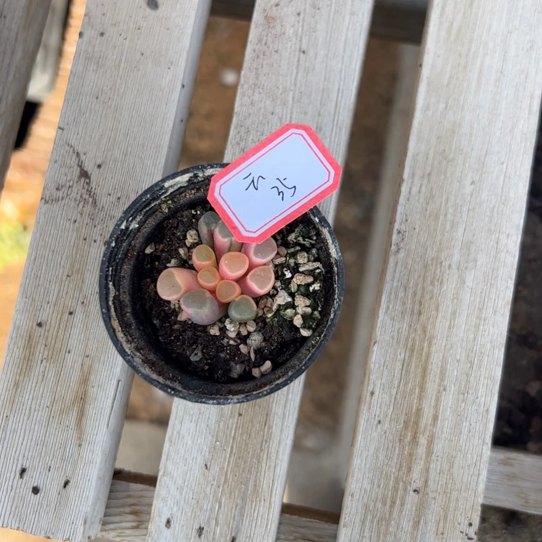 多肉植物多肉植物