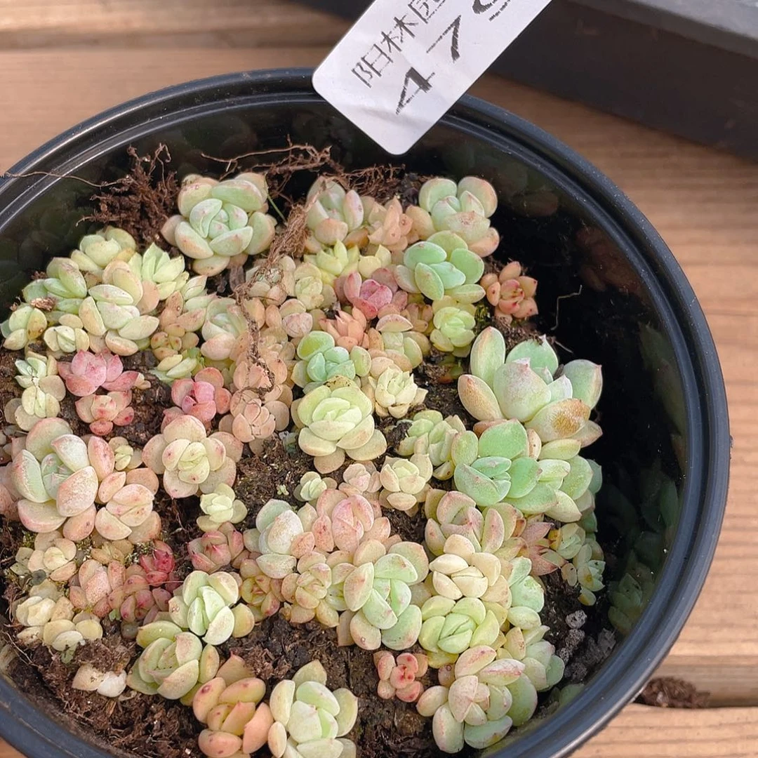 多肉植物多肉植物479